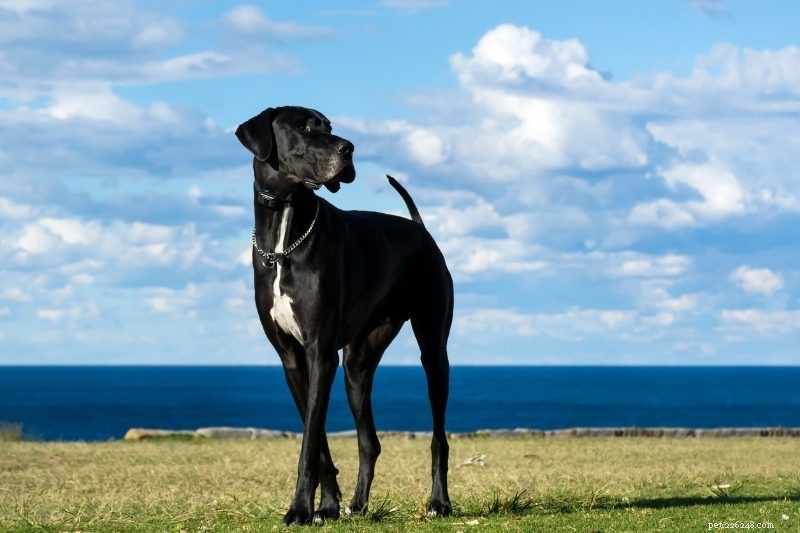 10 лучших пород сторожевых собак