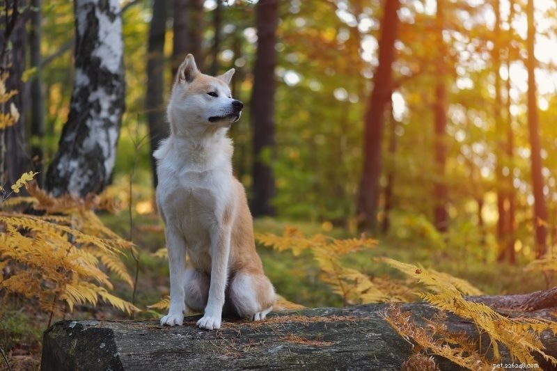 10 nejlepších plemen hlídacích psů