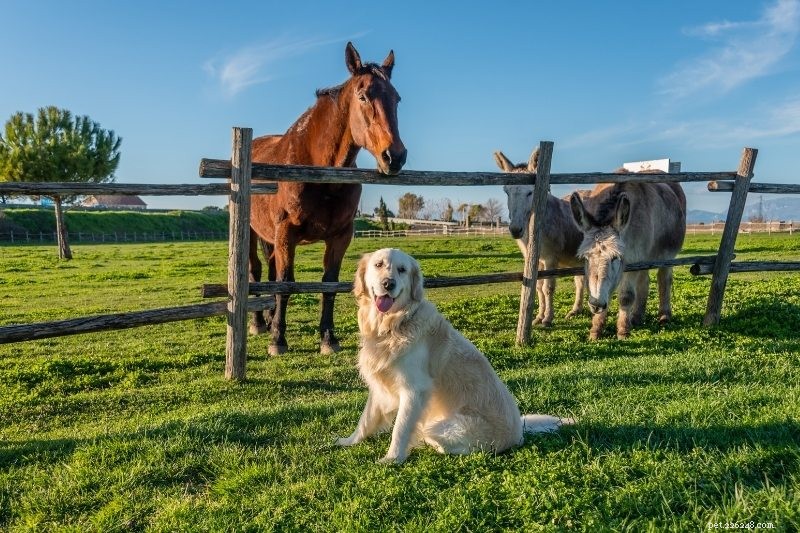 10 races de chiens qui s entendent bien avec les chevaux