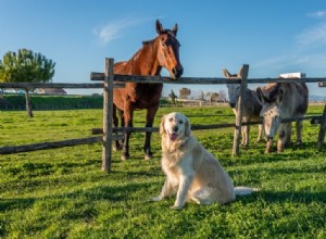 10 races de chiens qui s entendent bien avec les chevaux