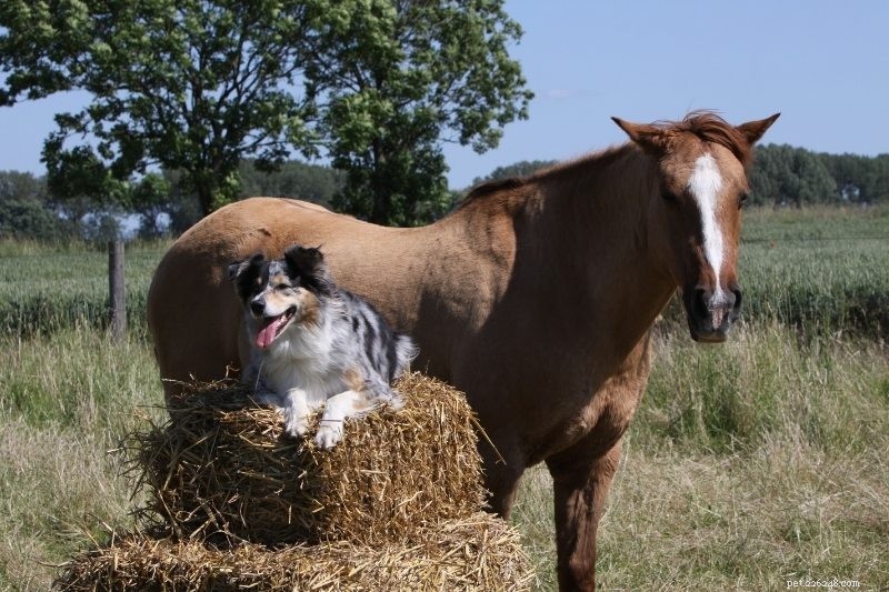 10 hondenrassen die goed overweg kunnen met paarden