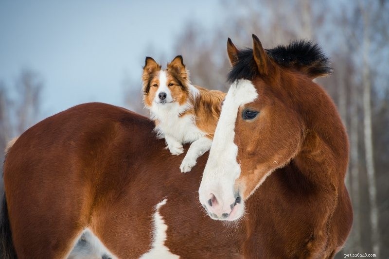 10 hundraser som kommer överens med hästar