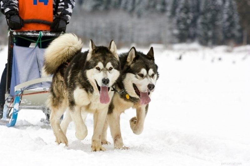 As 10 melhores raças de cães de trenó