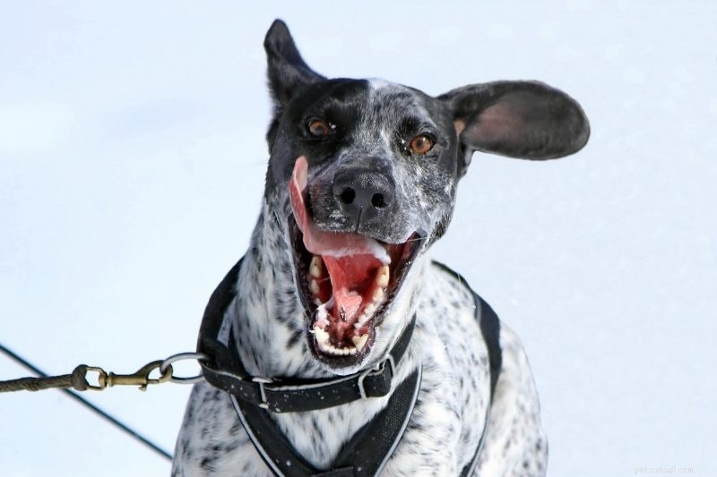 As 10 melhores raças de cães de trenó