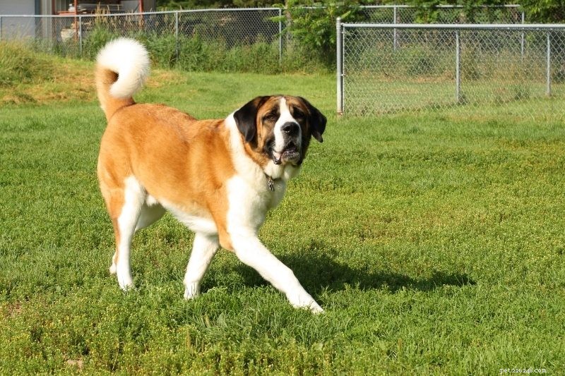 20 races de chiens de grande taille (avec photos !)