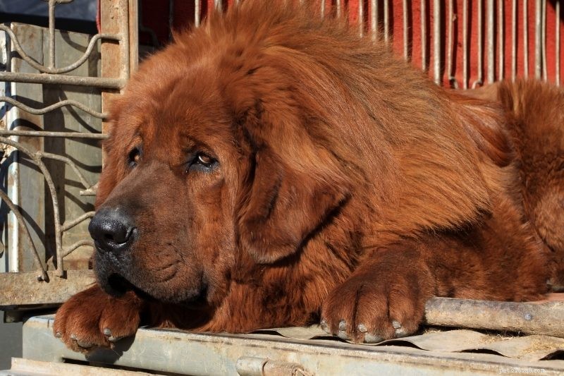 20 velkých psích plemen (s obrázky!)
