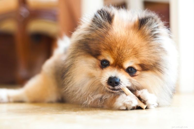 15 спокойных пород маленьких собак