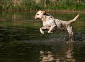 10 raças de cães que adoram água
