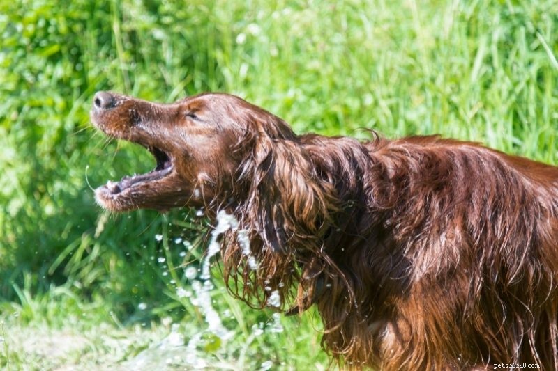 10 razze di cani che amano l acqua
