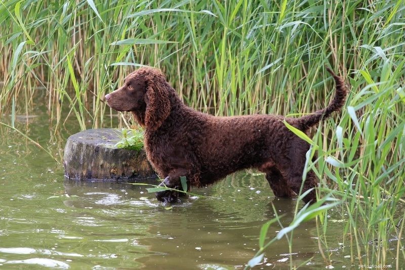 10 hondenrassen die van water houden