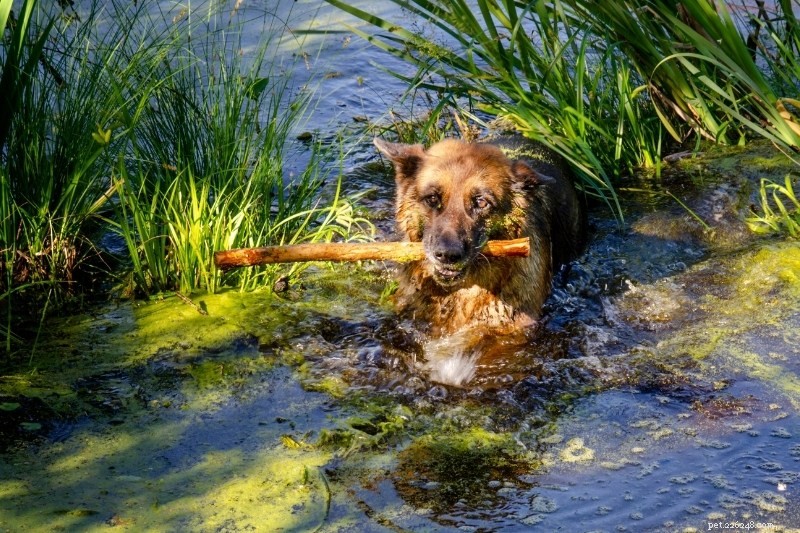 10 пород собак, которые любят воду