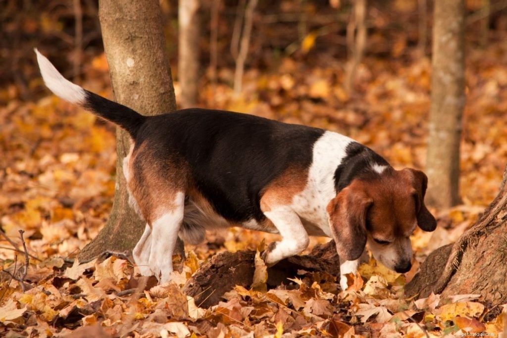 10 principais raças de cães de caça
