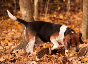 10 лучших пород охотничьих собак
