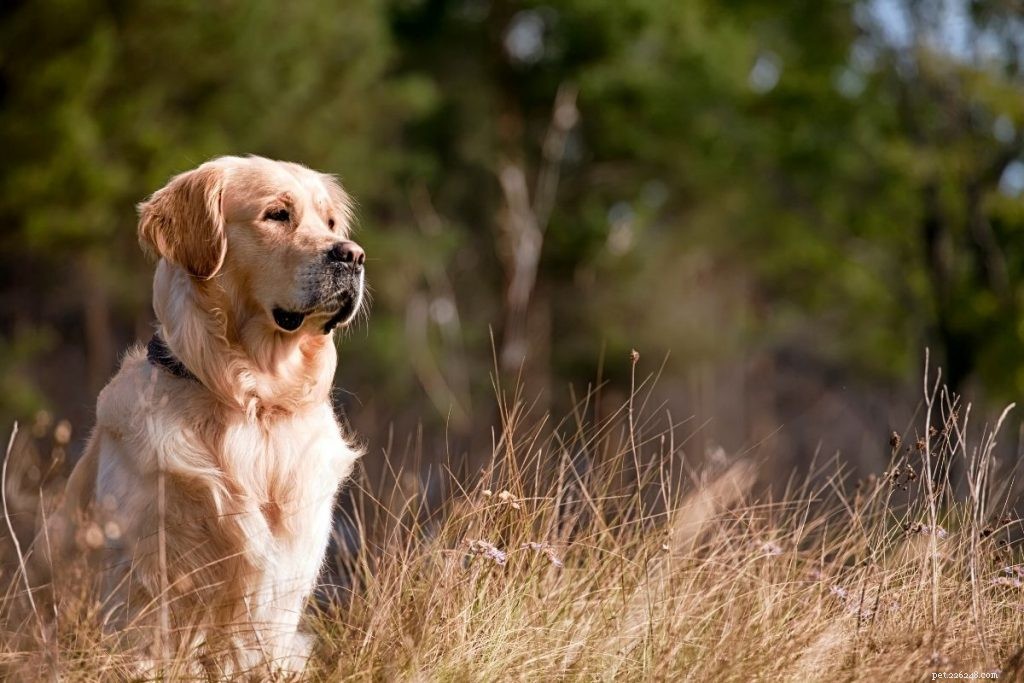 Le 10 migliori razze di cani da caccia