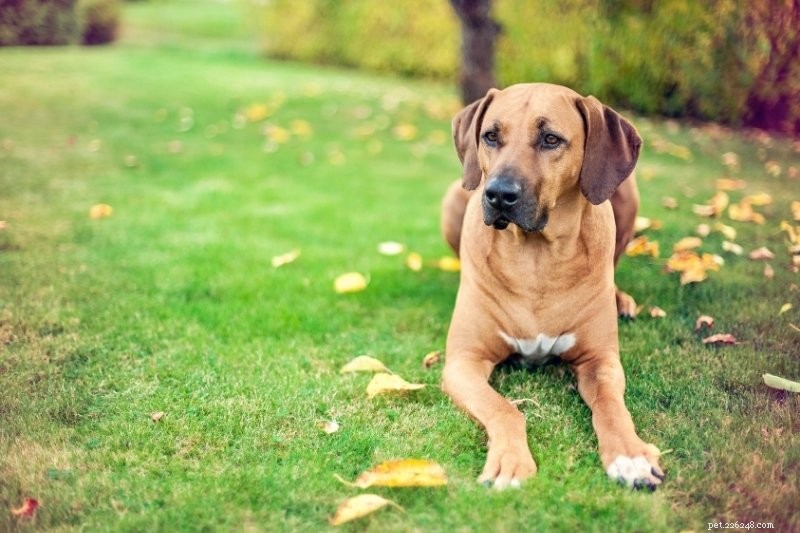 10 raças de cães que não latem