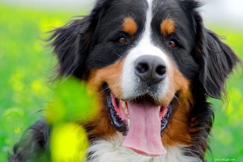 10 races de chiens qui n aboient pas