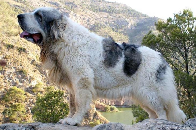 20 raças de cães malhados (com fotos!)