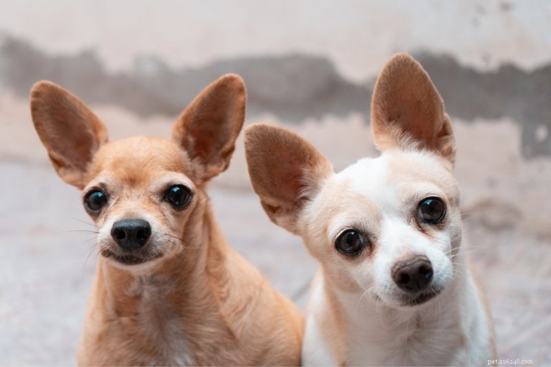 Tous les différents types de Chihuahuas