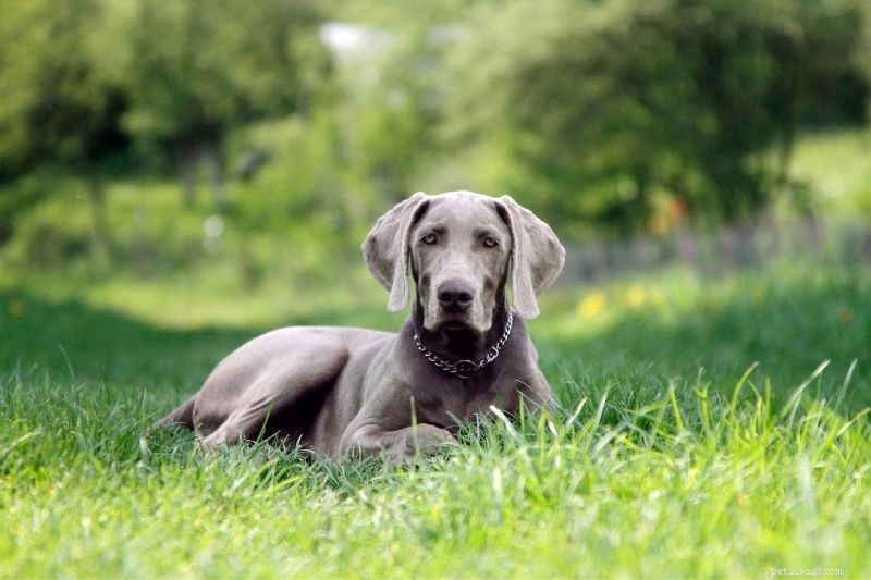 20 races de chiens gris (avec photos)
