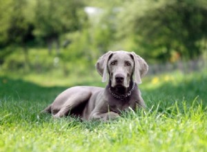 20 plemen šedých psů (s obrázky)