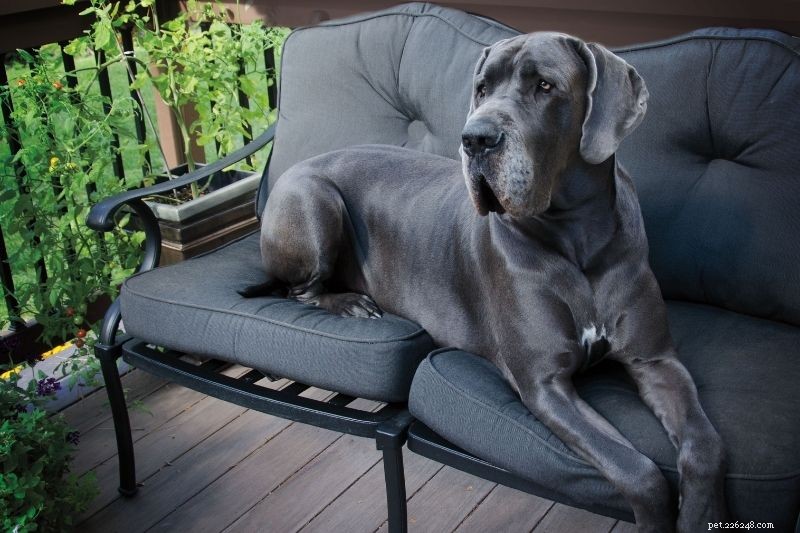 20 races de chiens gris (avec photos)
