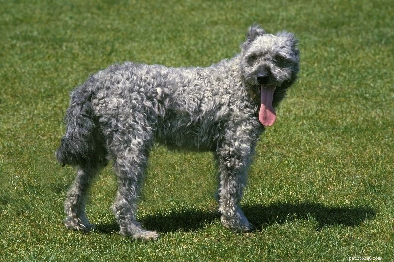 20 grijze hondenrassen (met foto s)