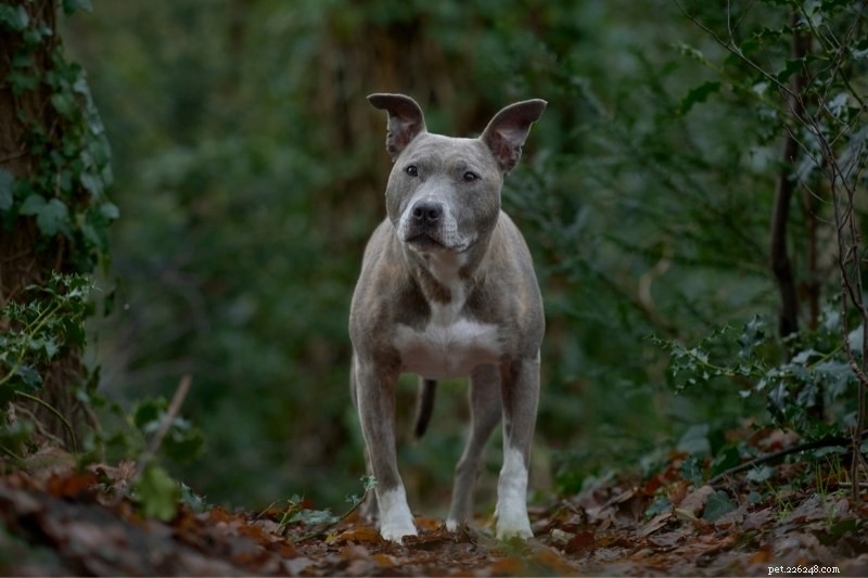 20 plemen šedých psů (s obrázky)