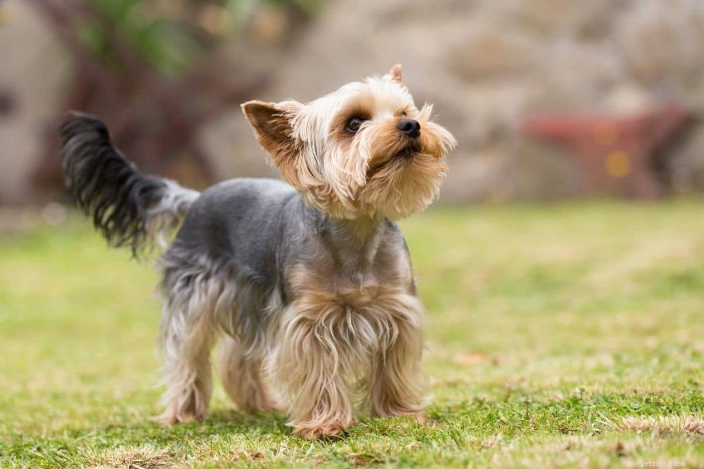 10 races de chiens adaptées aux personnes âgées