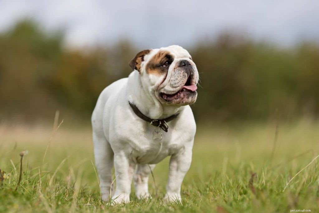 10 races de chiens adaptées aux personnes âgées
