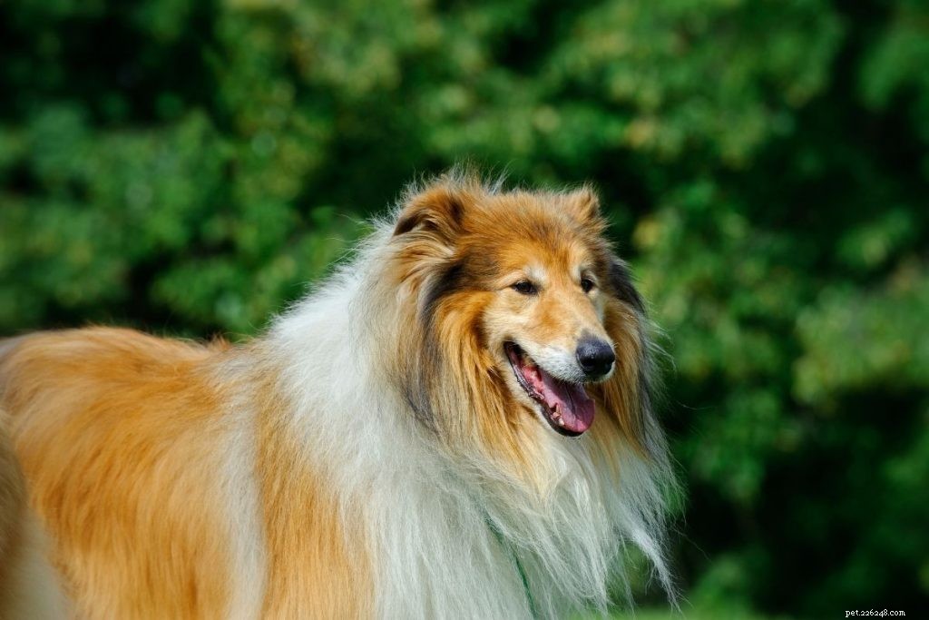 Top 10 des races de chiens de taille moyenne