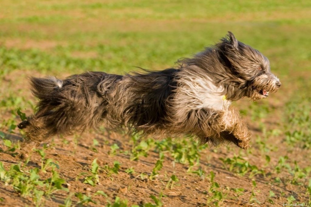 Le 10 migliori razze di cani di taglia media