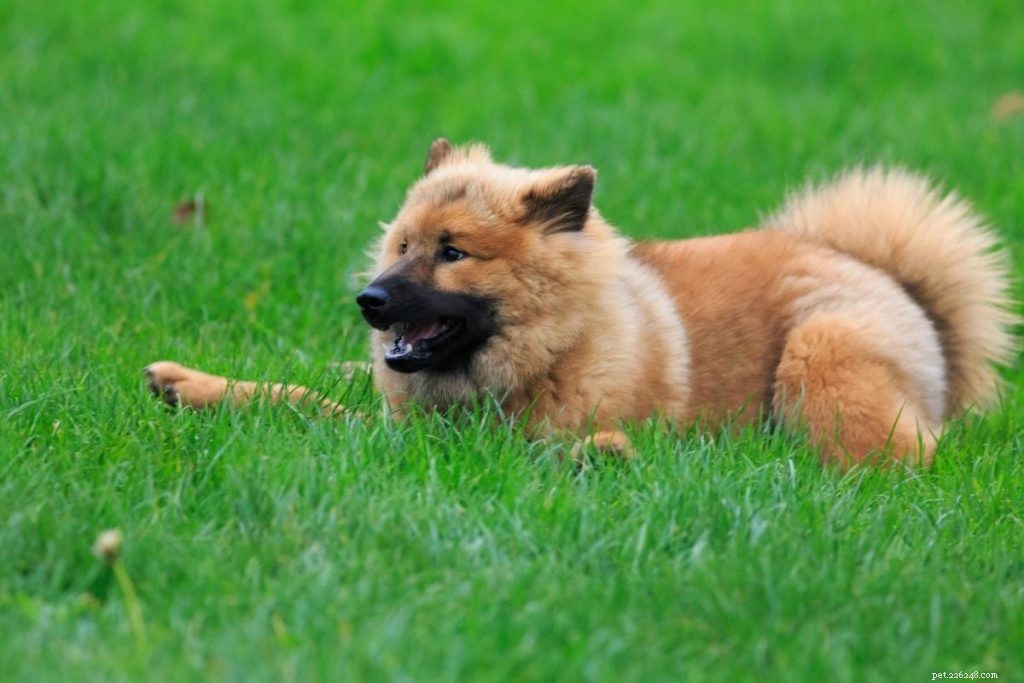 Le 10 migliori razze di cani di taglia media