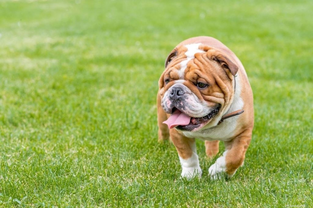 As 10 principais raças de cães de tamanho médio