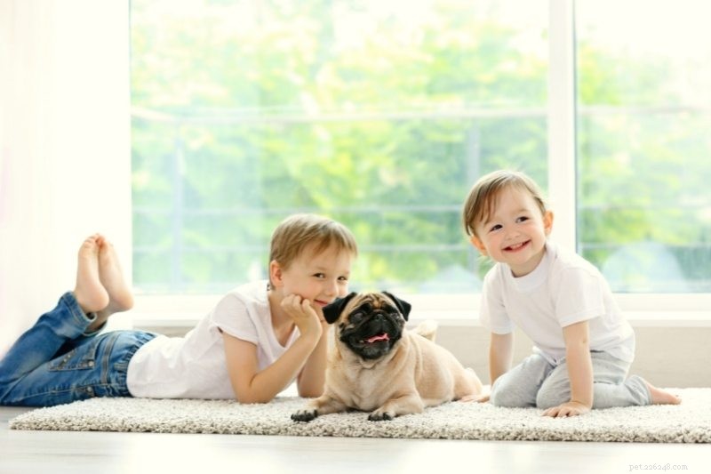 21 лучшая порода собак для семьи и детей