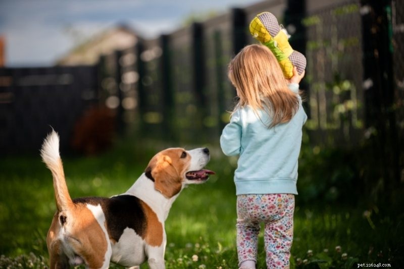 De 21 beste hondenrassen voor gezinnen en kinderen