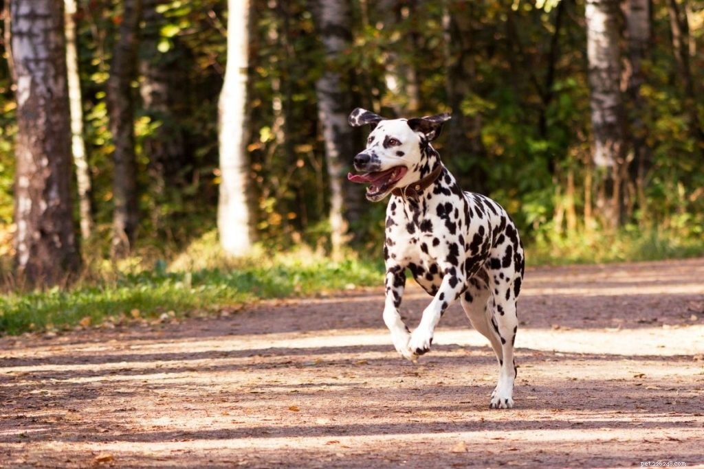 Le 21 migliori razze di cani per famiglie e bambini