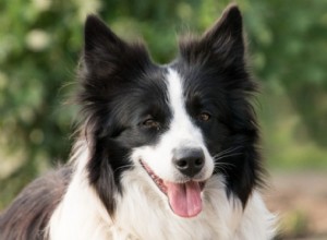 10 raças de cães fáceis de treinar