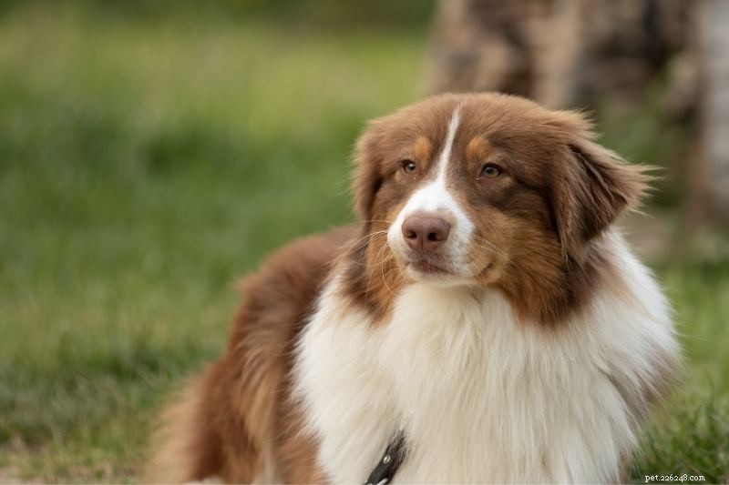 10 raças de cães fáceis de treinar