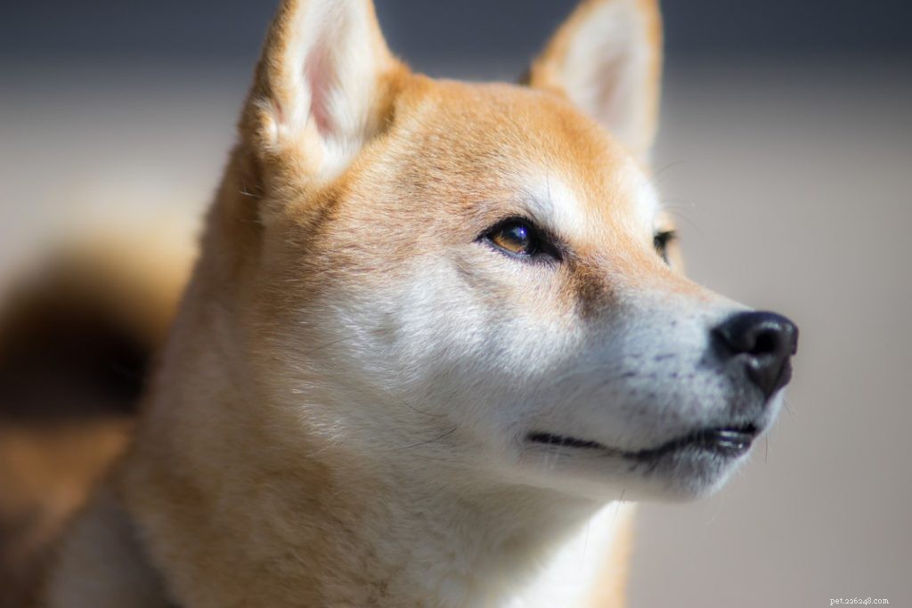 8 japonských plemen psů k objevování
