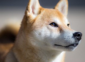 発見する8つの日本の犬種 