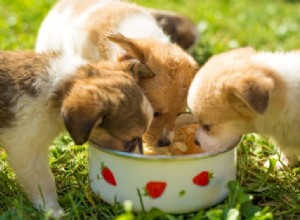 15 domande che dovresti porre a un allevatore di cani