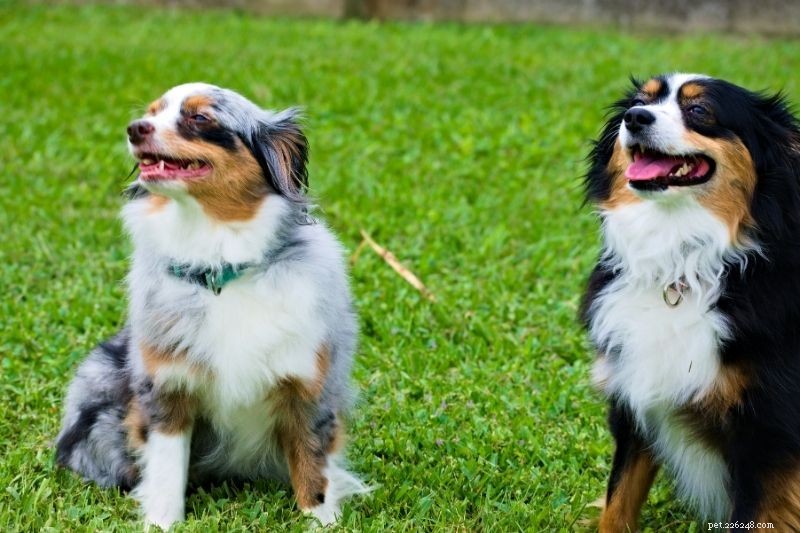 Psi vs. psi:jaké jsou rozdíly?
