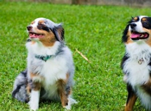 Mannelijke versus vrouwelijke honden:wat zijn de verschillen?