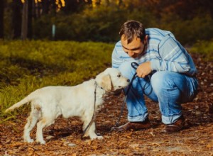 Een grote hond adopteren:alles wat je moet weten voordat je het doet!