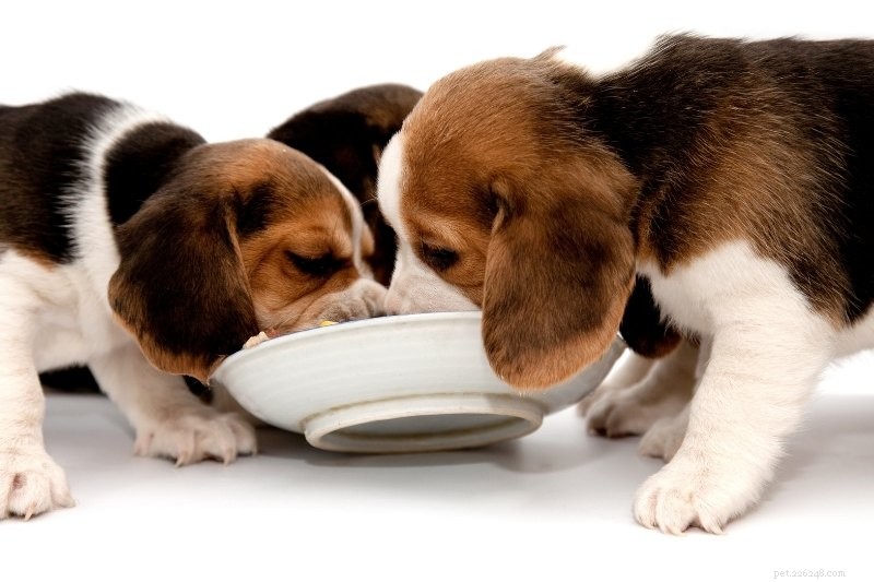 Littermate-syndroom bij honden:alles wat u moet weten