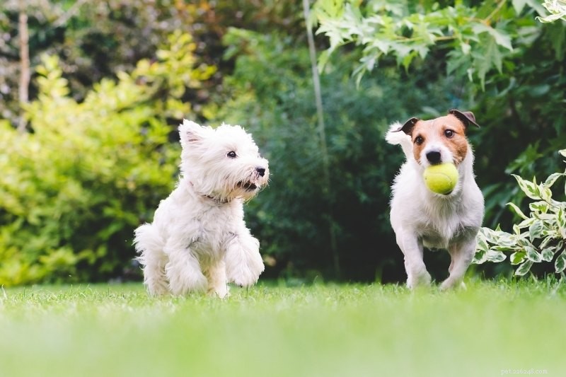 Littermate-syndroom bij honden:alles wat u moet weten