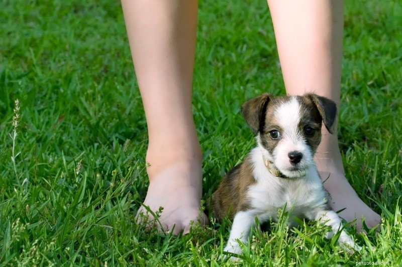 Почему собаки ложатся, сидят или спят у вас на ногах?