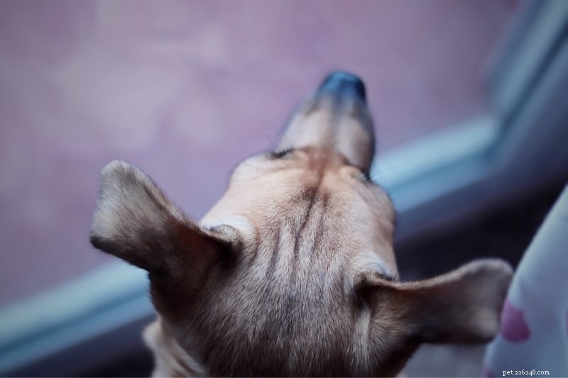 Perché il mio cane guarda fuori dalla finestra?
