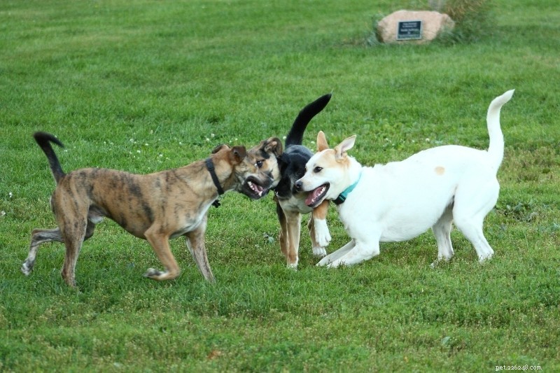 Как играют собаки? Как узнать, играют они или дерутся?