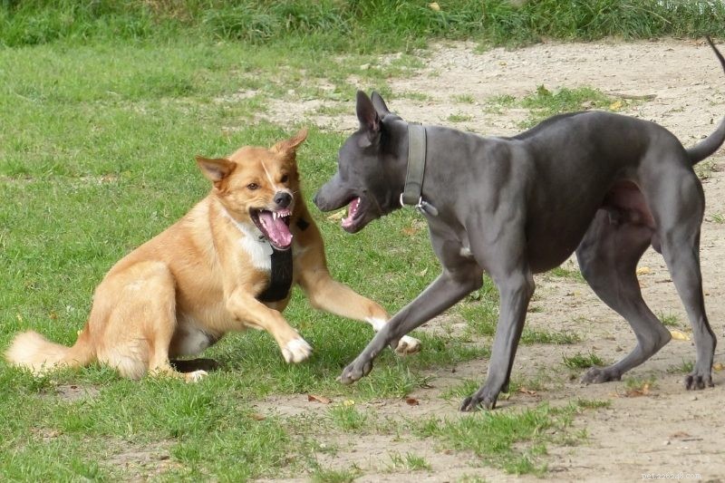 Come giocano i cani? Come capire se stanno giocando o litigando?